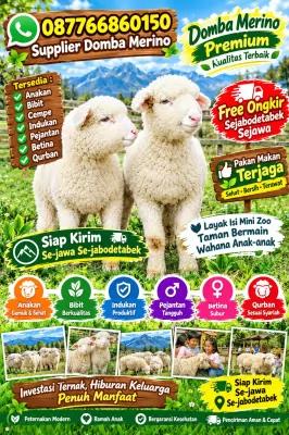 jual anakan cempe domba merino